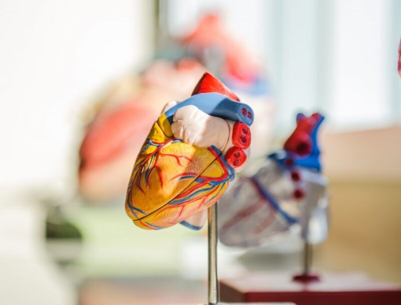 Maintaining A Healthy Heart