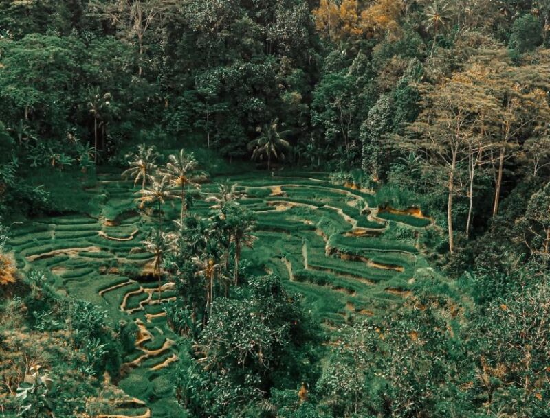3 Things You May Not Know About Carbon Offsetting